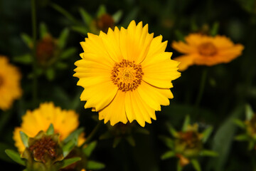 Yellow flowers in the garden. Evening garden.