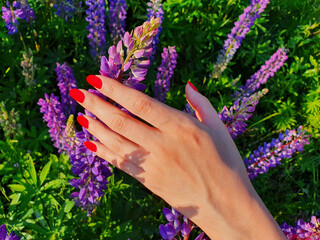 Girl's hand with red manicure holding flower on lupine background. Natural beauty and fashion concept. Close-up