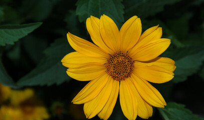 Yellow flowers in the garden. Evening garden.