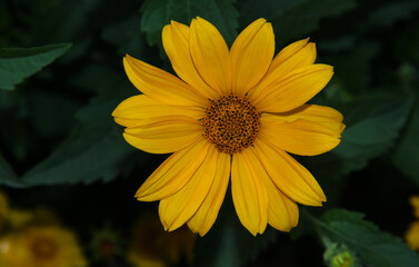 Yellow flowers in the garden. Evening garden.