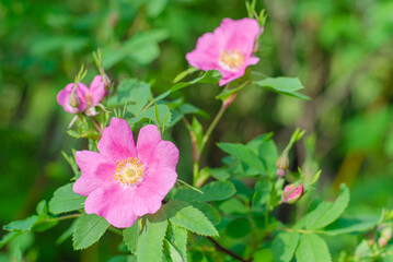 Obraz premium Pink Flowers of wild rose on a background of green leaves. summer village and aromatherapy concept. High quality photo