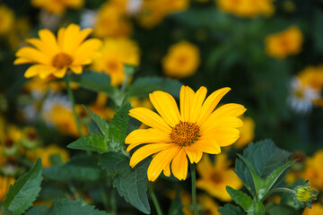 Yellow flowers in the garden. Evening garden.