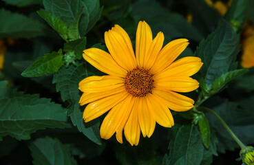 Yellow flowers in the garden. Evening garden.