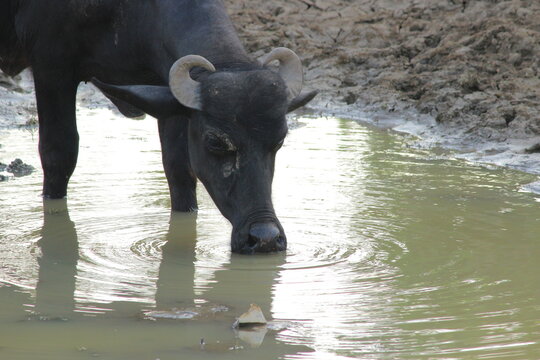 Young murrah buffalo standing in mud and drinking  water in water pond in small village in India 