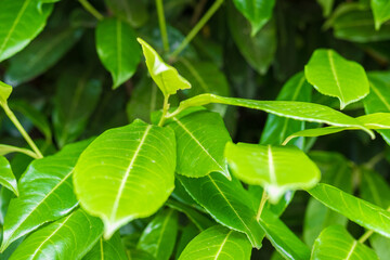 Big tree leaves. Beautiful natural background. Perfect for backdrop. Colorful