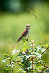 Red-backed shrike (Lanius collurio) female sitting on a branch