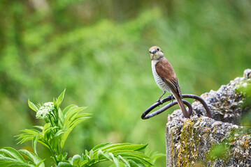 Red-backed shrike (Lanius collurio) female