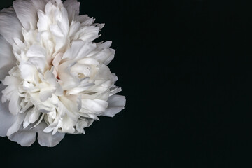 White peony on a black background.