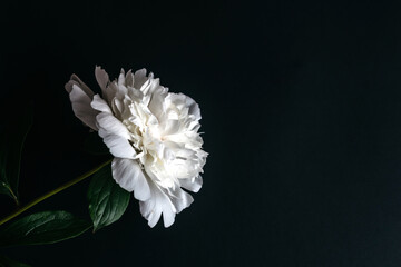 White peony on a black background.