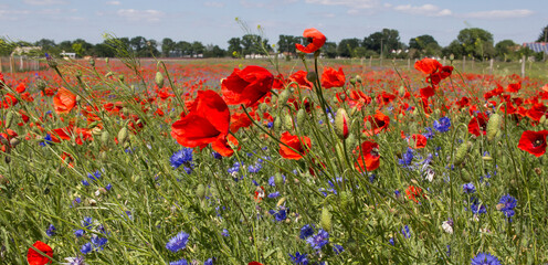 Mohnblumenwiese