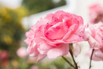 Beautiful close up of pink rose still on the rosebush. Valentine's day blossoming flower. Sunny spring day, Symbol of romantic love. Blurred background.
