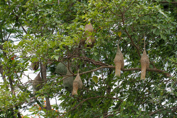 Group nest bird on tree in nature at thailand