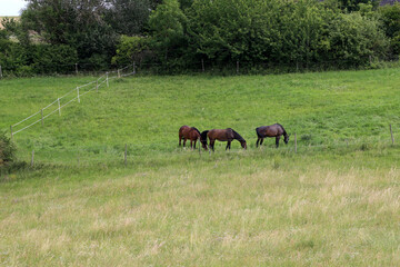 Obraz na płótnie Canvas Horses graze in the summer on the meadow