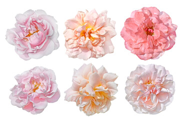 set of pink rose flowers isolated