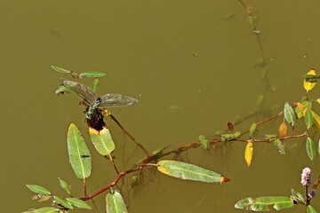 Eiablage einer Großen Königslibelle (Anax imperator) an Wasser-Knöterich (Persicaria amphibia) mit vielen kleinen Laubfröschen (Hyla arborea)