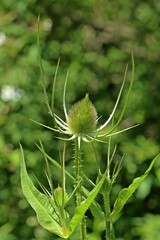 Wilde Karde (Dipsacus fullonum)