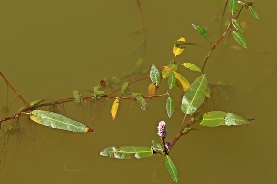 Zahlreiche junge Laubfrösche (Hyla arborea) direkt nach der Metamorphose an Wasser-Knöterich (Persicaria amphibia)