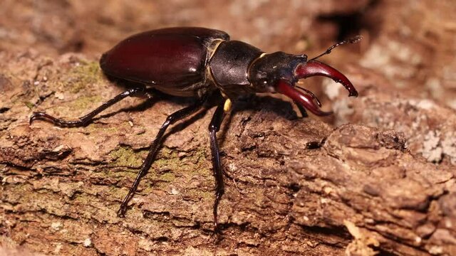 M&auml;nnlicher Hirschk&auml;fer (Lucanus cervus)