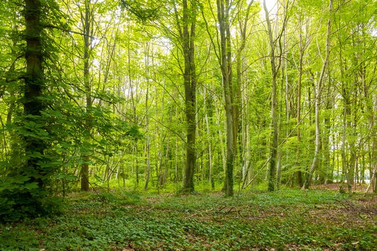 Beautiful wild forest during the spring season on a sunny day. Green foliage. Luxurious peaceful nature & sunlight. Gorgeous preserved landscape. Normandy, France.