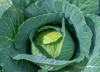 Cabbage grow in the garden. Agriculture. Healthy and healthy food for humans. The cultivation of cabbage.