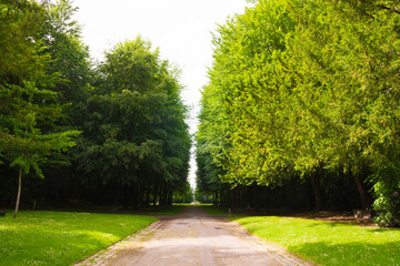 Beautiful alley in a french park during the spring season on a sunny day. Green foliage. Luxurious peaceful nature. Gorgeous landscape. Normandy, France.