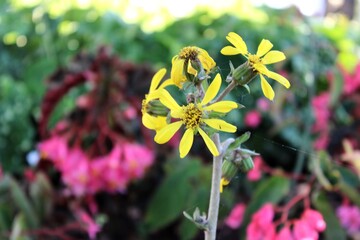 Una planta amarilla 