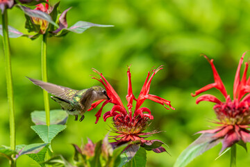 Hummingbird hovering over red bee balm flowers in garden