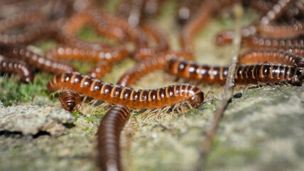 Hundreds of Centipede Macro photography  in village ground