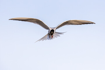 Common tern Sterna hirundo full frontal in flight with bright background