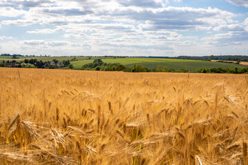 Landschaft mit Getreidefeld