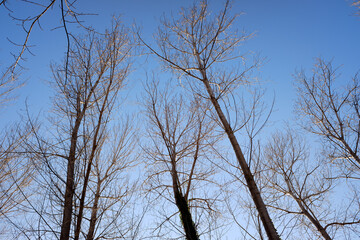 Natural background with silhouettes of trees without leaves in winter with blue sky.