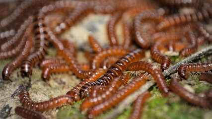 Hundreds of Centipede Macro photography  in village ground