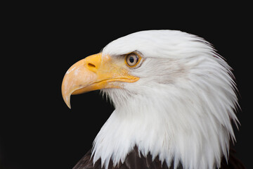 Bald Eagle - Haliaeetus leucocephalus in front of a black background
