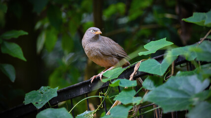 Grey Bird is in green zone  looking sharply in village