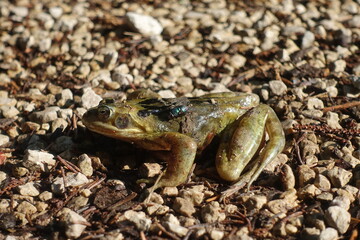 Fototapete bei efototapeten.de bestellen   