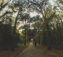 walking people  in the woods
