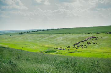 herd of cows gaze