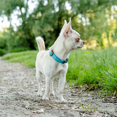 Naklejka na ściany i meble white puppy chihuahua dog walking on a green meadow