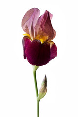 Fototapeta premium Single purple flower of a dwarf bearded iris isolated against a white background