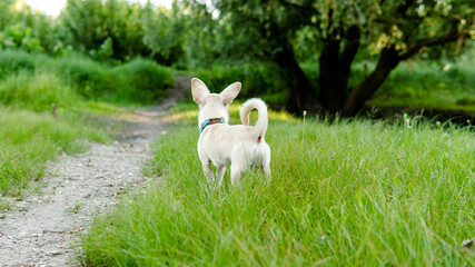 Obraz na płótnie Canvas white puppy chihuahua dog walking on a green meadow
