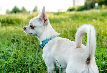 Naklejka na ściany i meble white puppy chihuahua dog walking on a green meadow
