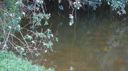 water drops on the water