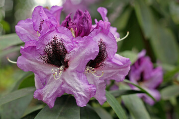 Rhododendron in spring
