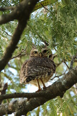 Athene cunicularia