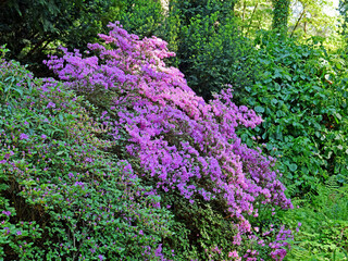 Fioletowe kwiaty azali © Edward