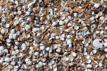 Seashells Background. Seashells in a sand.
