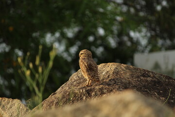 Athene cunicularia