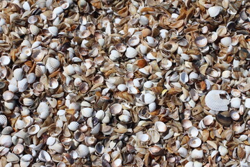 Seashells Background. Seashells in a sand.