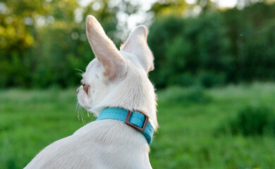 white puppy chihuahua dog walking on a green meadow