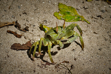 Un crabe terrestre des Seychelles